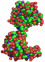 Protein Ball Model